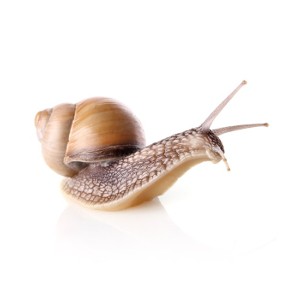 Ślimaki Ślimaki