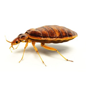 Pluskwy Pluskwy