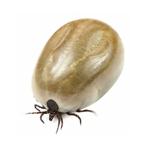 Kleszcze Kleszcze