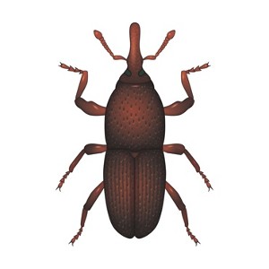 Wołki Wołki