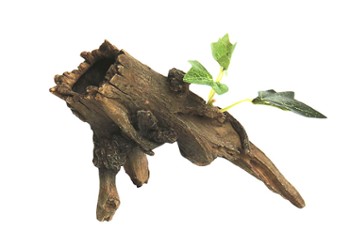 Roots Roots